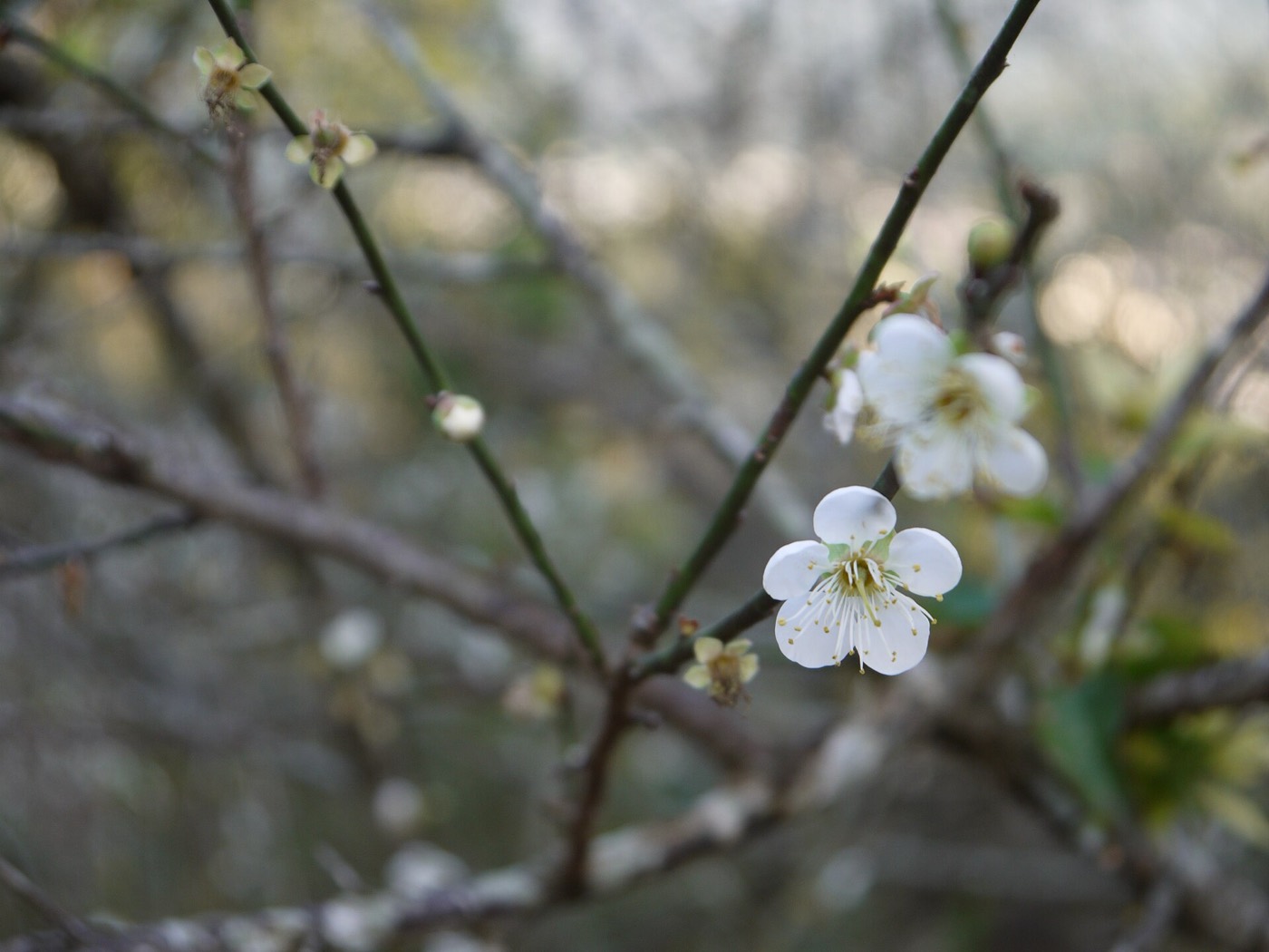 梅山公園梅枝上初開的白梅與花苞